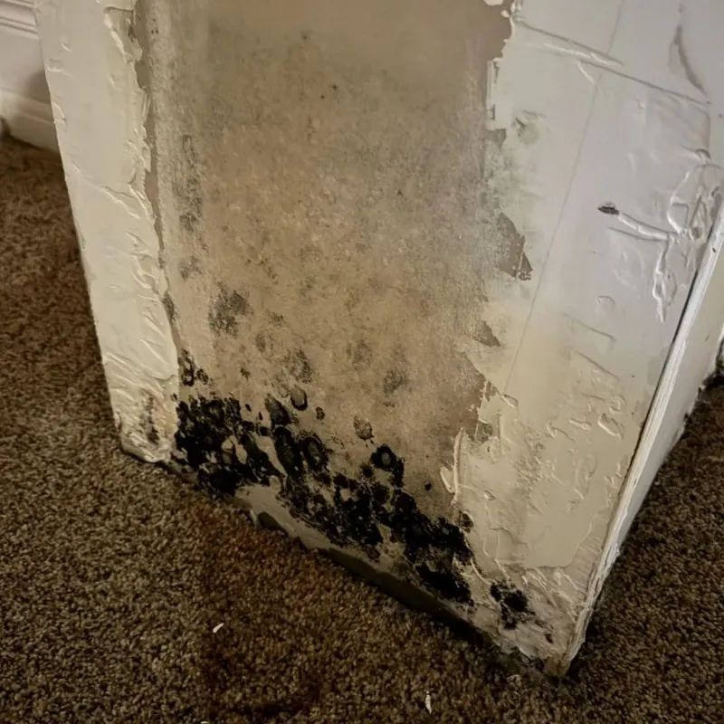 Professional Mold Removal in The Plains, OH